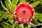 Red large tropical Protea sugarbush flower blossom against green leaves
