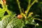 Red larvae of the Colorado potato beetle ate a potato plant. Colorado beetles close-up on a potato plantation in the early morning