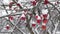 Red last apples on snow covered tree branch without foliage on winter. Old red Apples hanging on dry Apple tree branches