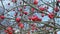 Red last apples on tree branch without foliage on autumn. Old red Apples hanging on completely dry Apple tree branches