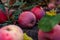 Red late apples on the branches and fallen in the grass. Juicy colorful fruit fruits in autumn among greenery