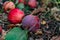 Red late apples on the branches and fallen in the grass. Juicy colorful fruit fruits in autumn among greenery