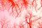 Red lava colored Sunny sky tree forest look up