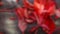 Red Leaf Abstract Blurred Textures Shapes Backgrounds