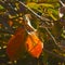 Red leaf in autumn fall at a persimmon Hanadiv valley Israel