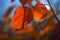 Red leaf in autumn fall at a persimmon Hanadiv valley Israel