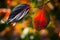 Red leaf in autumn fall at a persimmon Israel