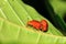 Red leaf beetles Madagascar