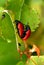 Red leaf beetles reproduction