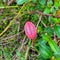 red leaf behind blurry many green leaf