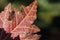 Red leaf on black background in spring