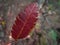Red leaf of a Caucasian elm in the blurred natural background