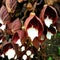 Red leaf flower fragility petal