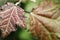 Red leaf on green background in spring