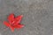 Red leaf on the ground