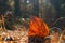 Red Leaf On The Ground, Sunbeams, Autumn Pine Forest, Fall Foliage. Forest Fire, Insurance Concept.