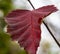 Red leaf of hawthorn