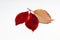 Red Leaf isolated for graphics desings