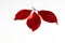 Red Leaf isolated for graphics desings