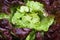 Red Leaf Lettuce