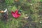 Red Leaf Maple lies on green moss on autumn