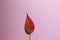 Red leaf on a millennial pink background