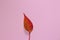 Red leaf on a millennial pink background