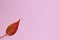 Red leaf on a millennial pink background