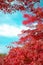 Red Leaf Momiji. Fall is very colorful season of Japan