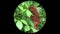 Red Leaf Monkey Presbytis rubicunda Seen in Gun Rifle Scope. Wildlife Hunting. Poaching Endangered, Vulnerable, and