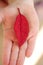 Red leaf over a children right hand
