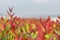 Red leaf photinia of Photinia glabra Robin. Flower`s leaves are raised to receive soft sunlight in the morning