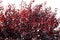 red leaf plum tree foliage. Purple-leaved plum tree branches with dark red leaves against sky