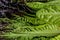 Red leaf of Romaine lettuce, texture background