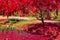 Red-leaf strewn path in the Japanese Gardens in Georgia.