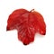 Red leaf viburnum