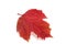 Red leaf viburnum