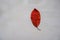 Red leaf on a white background close-up. Top view. Copy space. Autumnal/falll concept