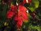 Red Leaf in a Wineyard in Chianti in Tuscany