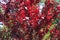 Red leafage of prunus pissardii
