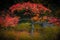 Red-leafed bonsai tree in japanes garden