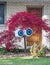 A red leafed Japanese maple tree sports a large pair of eyes for a funny Halloween decoration