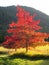 Red leafed Maple tree against Idaho mountain in fall