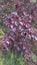 Red leafed tree in meadow