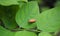Red Leafhopper (Bothrogonia sp.)