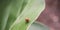 Red Leafhopper (Bothrogonia sp)