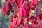 Red leafs of euonymus alatus in garden autumn close-up.