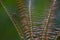 Red leafs fern tree in tropical rainforest.