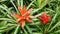 Red leafy bromeliad