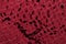 Red leather texture background. Closeup photo. Reptile skin.